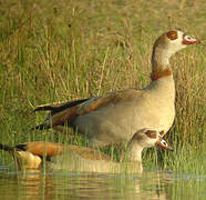 Egyptian Goose