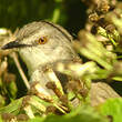 Prinia modeste