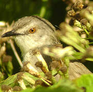 Tawny-flanked Prinia