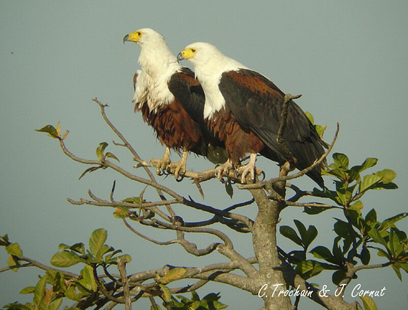 African Fish Eagle