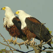 African Fish Eagle