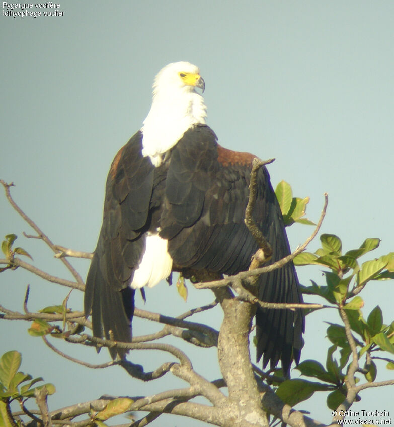 African Fish Eagle