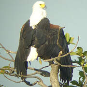 African Fish Eagle