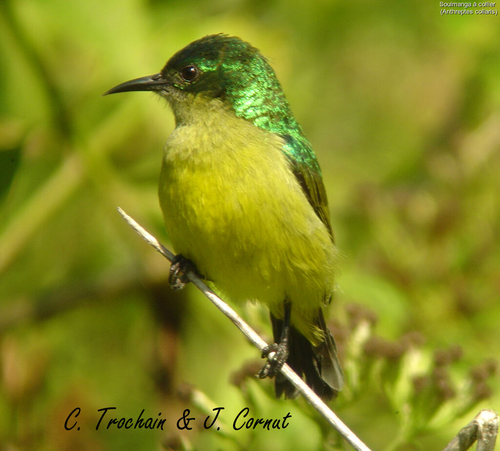 Collared Sunbird