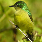 Collared Sunbird