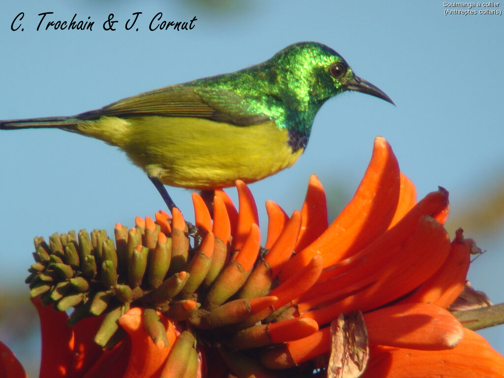 Collared Sunbird