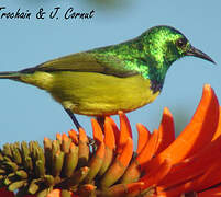 Collared Sunbird