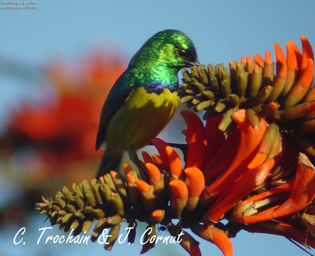 Collared Sunbird