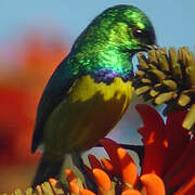 Collared Sunbird