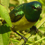 Collared Sunbird