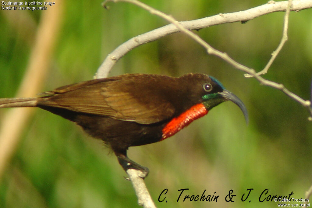 Scarlet-chested Sunbird