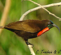 Scarlet-chested Sunbird