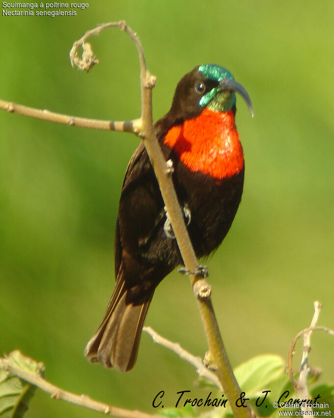 Scarlet-chested Sunbird