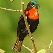 Scarlet-chested Sunbird