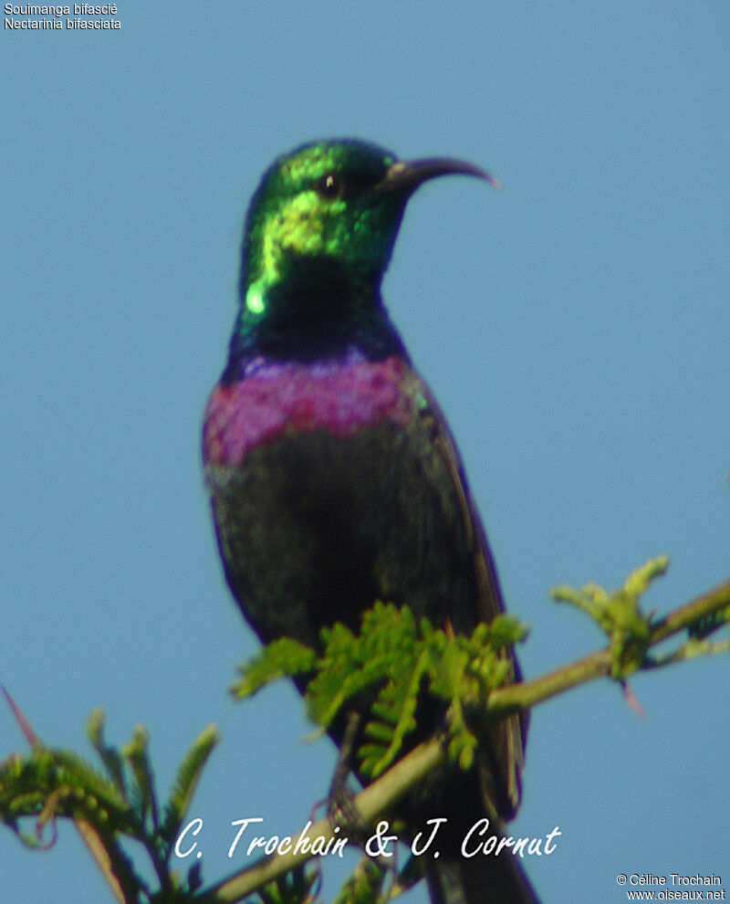 Purple-banded Sunbird