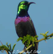 Purple-banded Sunbird