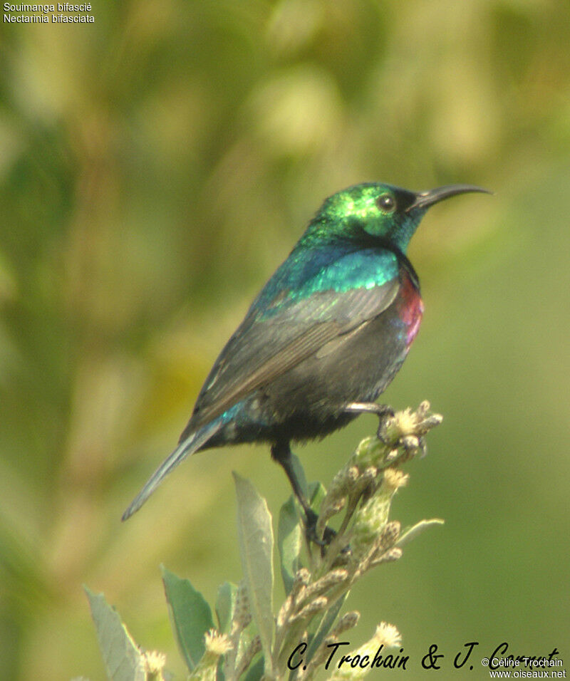 Purple-banded Sunbird