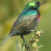 Purple-banded Sunbird