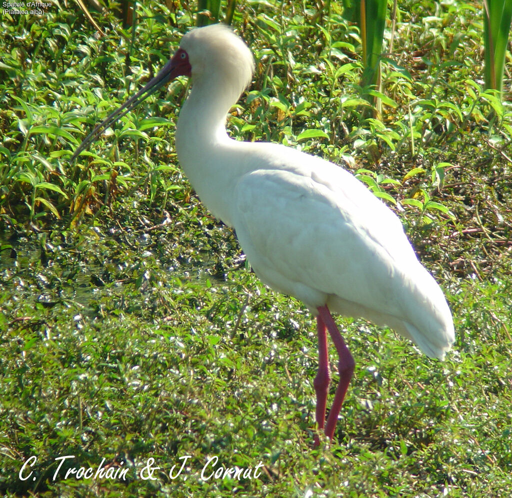 African Spoonbill