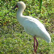 African Spoonbill