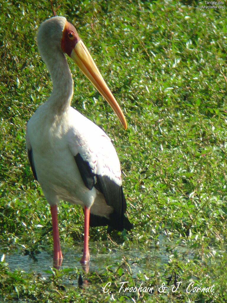 Tantale ibis