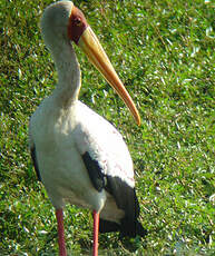 Tantale ibis