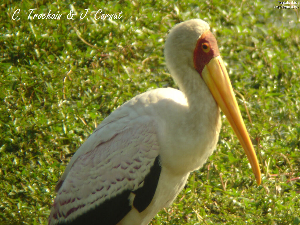 Yellow-billed Stork