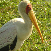 Yellow-billed Stork