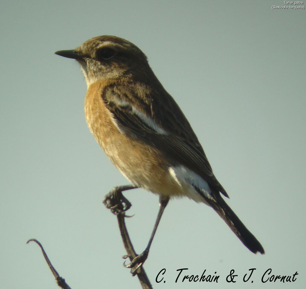 European Stonechat