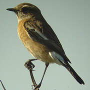 European Stonechat