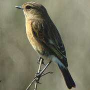 European Stonechat