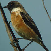 European Stonechat