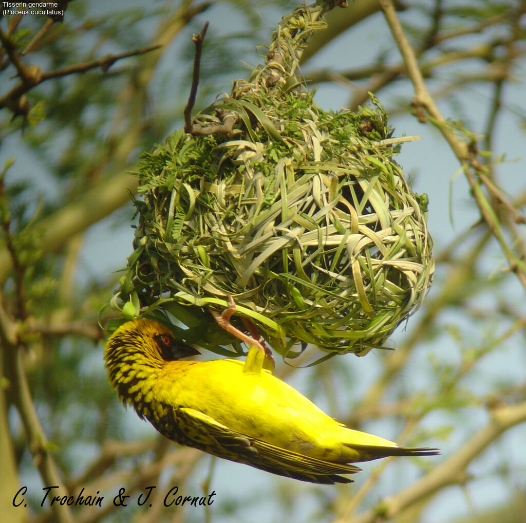 Village Weaver