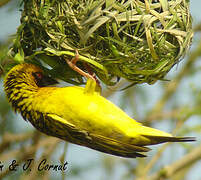 Village Weaver