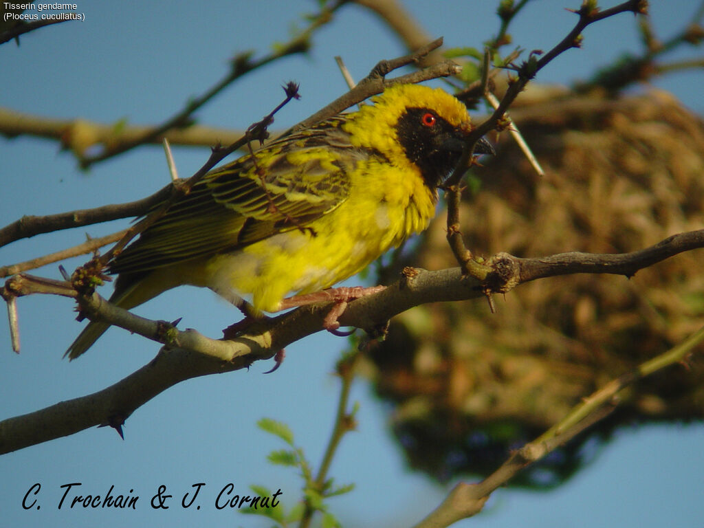 Village Weaver