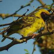 Village Weaver