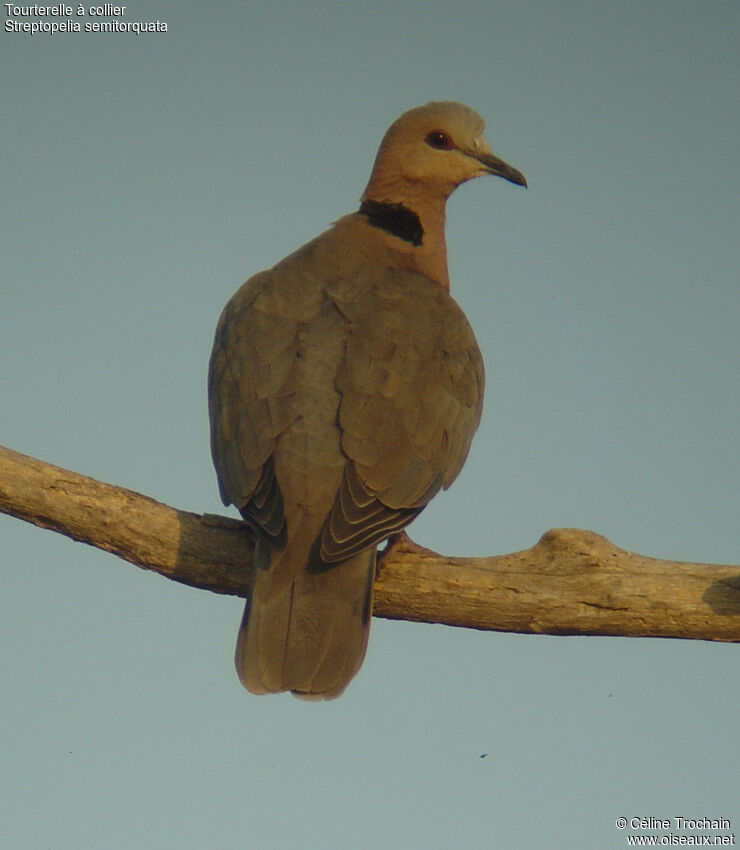 Red-eyed Dove