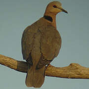 Red-eyed Dove