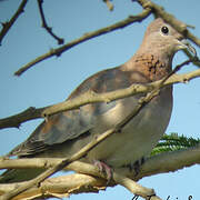 Laughing Dove