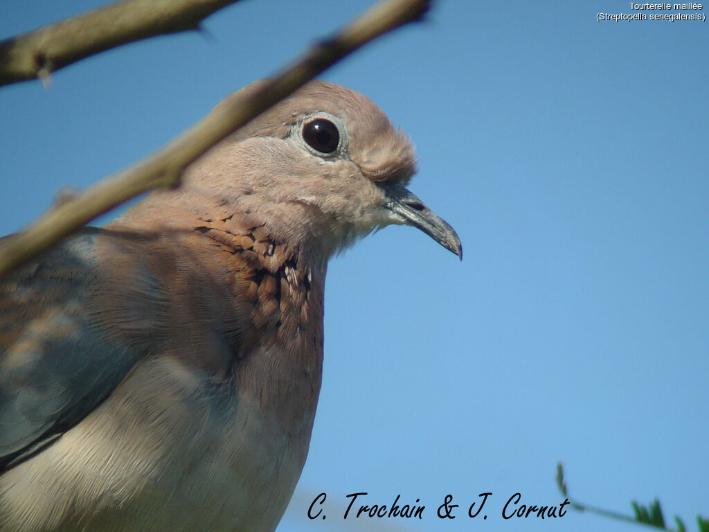 Laughing Dove