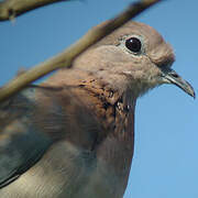 Laughing Dove