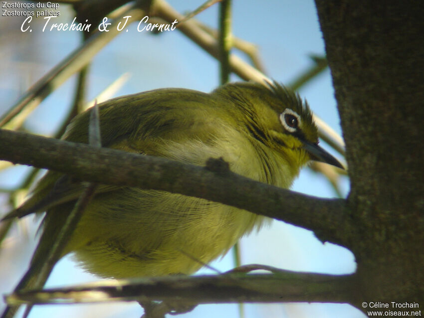 Cape White-eye