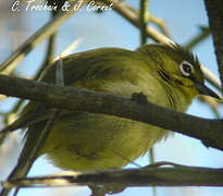 Cape White-eye