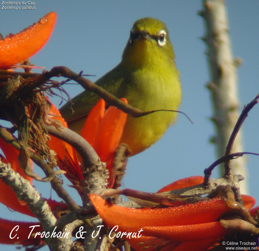 Cape White-eye