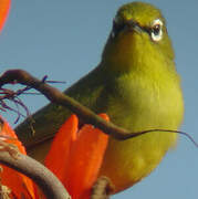 Cape White-eye