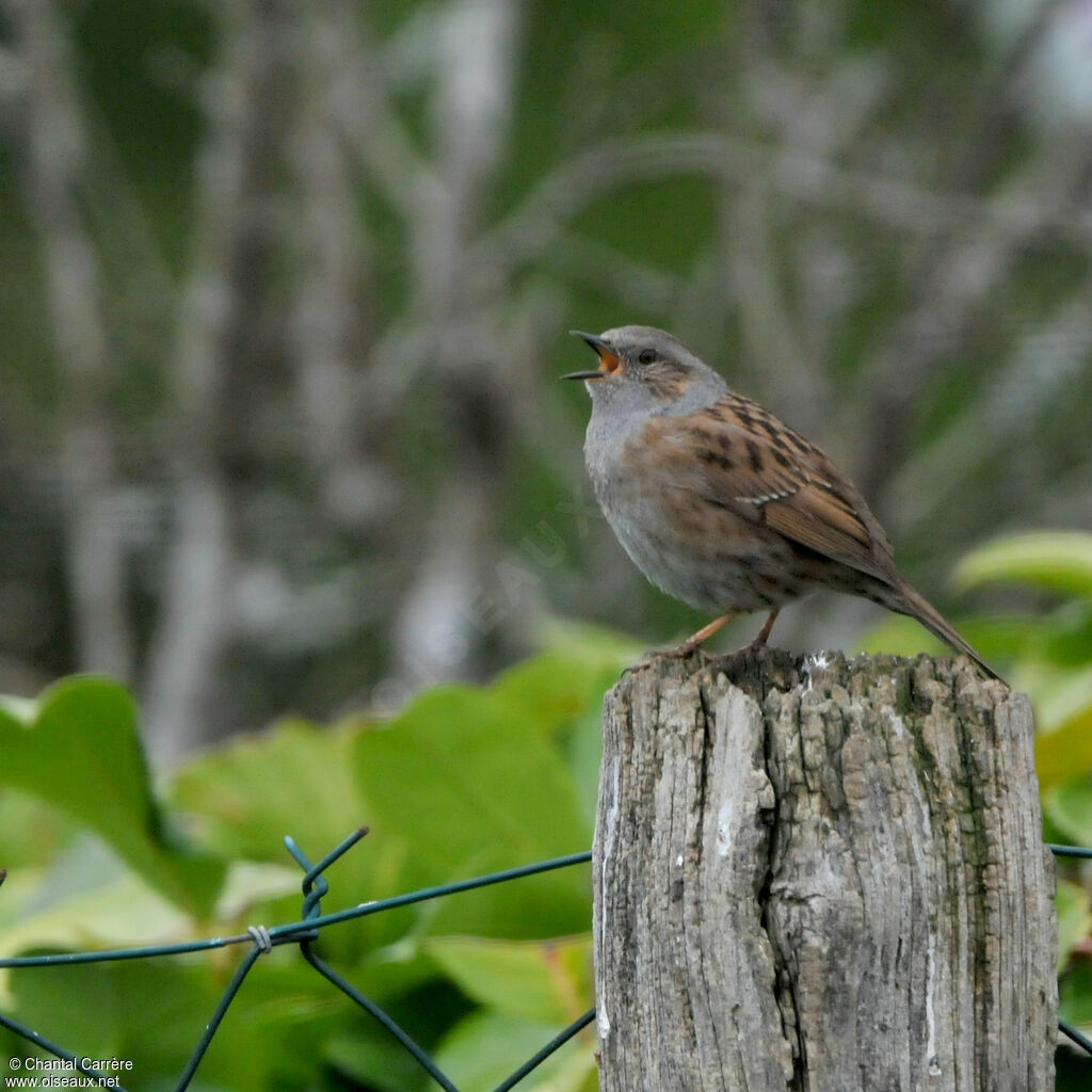 Dunnock