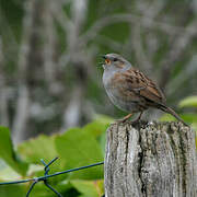 Dunnock