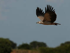 Martial Eagle