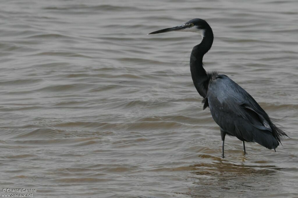 Aigrette des récifs