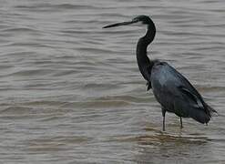 Western Reef Heron